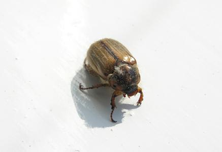 la lucha con mayo los escarabajos