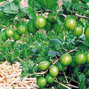 agrest malachit opis odmiany korzyści jagody