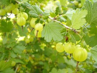 gooseberries malachite features of cultivation