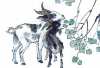 Uyumlu «Keçi ve Keçi»: nelerdir, gerçek umutları?