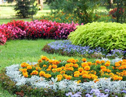 where to plant flowers