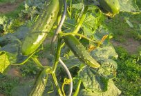 Cucumber Connie F1: reviews. Characteristics of the variety