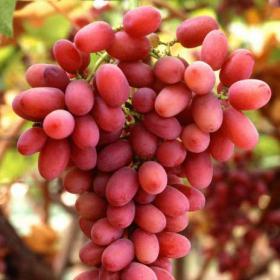 la transformación de la Variedad de uva