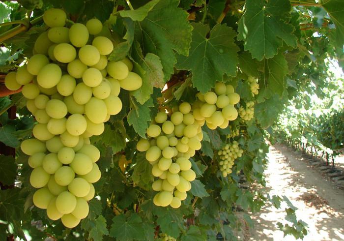la Variedad de uva transformación de la descripción de la