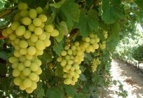 Mesa de la variedad de uva 