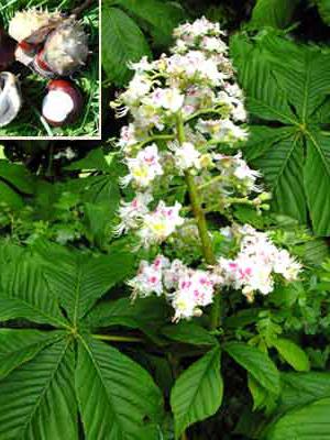 właściwości lecznicze kwiatów kasztanowca