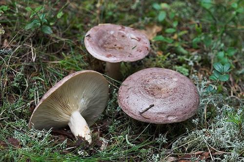 Mushroom гладыш essbar