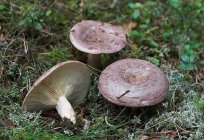 Гладиш – гриб з оселедцевим ароматом