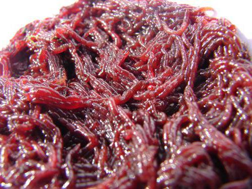 What is the bloodworm