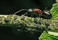 10 ciekawych faktów o mrówkach. Najciekawsze fakty o mrówkach dla dzieci