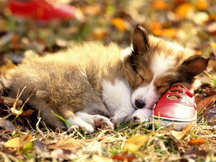 dream a little puppy