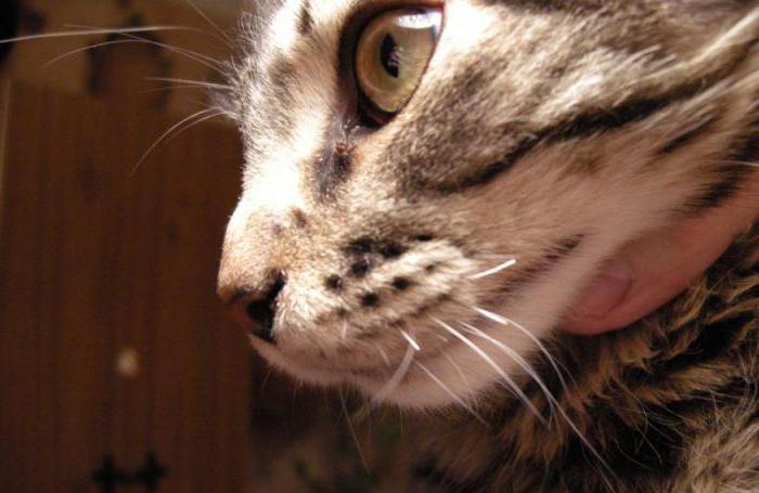warum haben die KITTEN können brechen Schnurrbart
