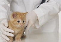 Neden kırılan bıyık kedi yavrusu var? Neden böyle oluyor ve nasıl ona yardım?
