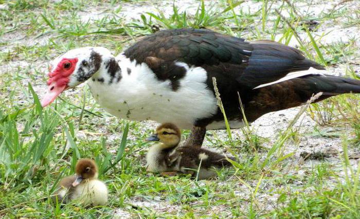 Muscovy ducks breeding in the home