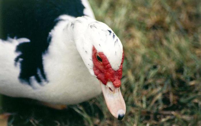 the weight of Muscovy ducks