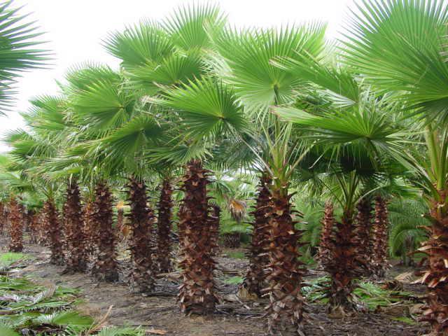 вашингтония пальма