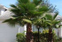 Washingtonia (palm tree): farming at home, photos