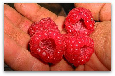 what to feed raspberries