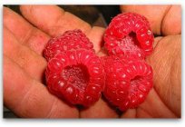 Raspberry Patricia: description of varieties, tips on growing