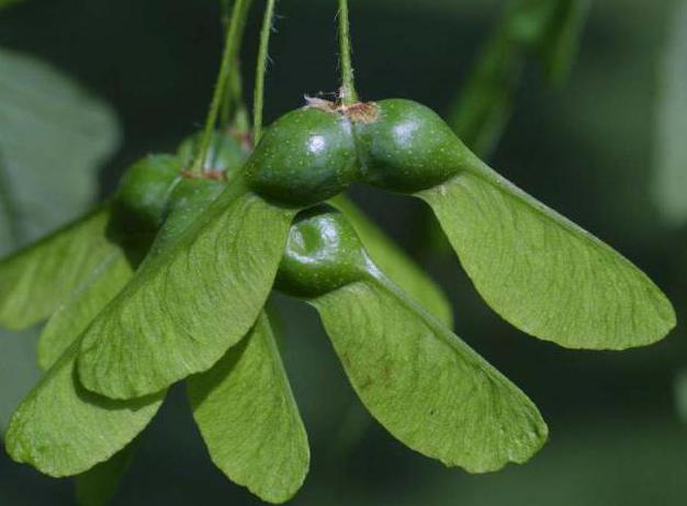 是什么植物有水果浆果