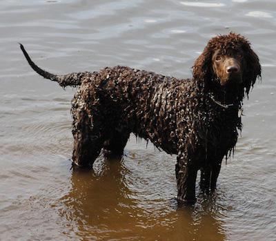 Hund Irish Water Spaniel die richtige Pflege