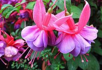 Amazing flowering plant fuchsia. Care at home