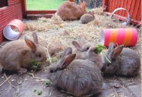 Jak zrobić wybieg dla królików: szczegółowe instrukcje, rysunki i zalecenia