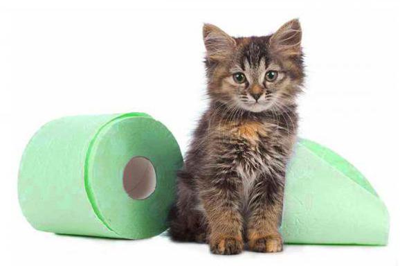biegunka u kotów przyczyny i leczenie