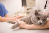 Причини поносу у кішок. Методи лікування
