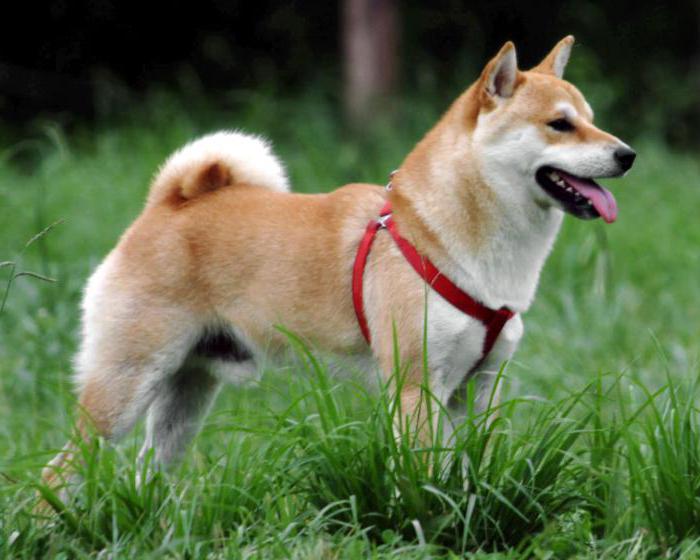 japoński pies shiba inu