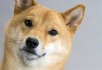 The dog is Shiba inu: the description, nature and standard of the breed