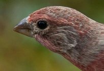 El cerebro de las aves y sus características