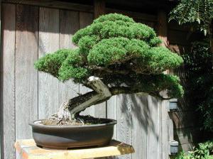 bonsai how to grow