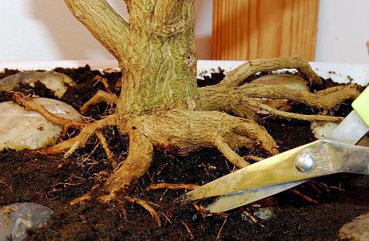 how to grow a bonsai tree house
