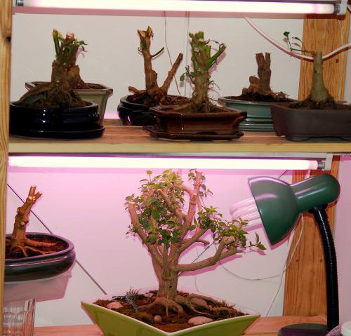 how to grow a bonsai oak