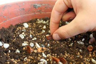 how to grow bonsai from seed
