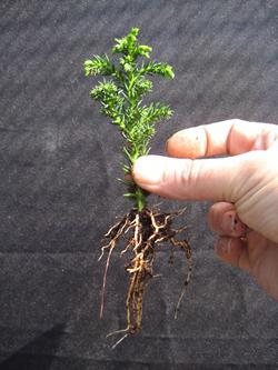 como cultivar bonsai de pinho