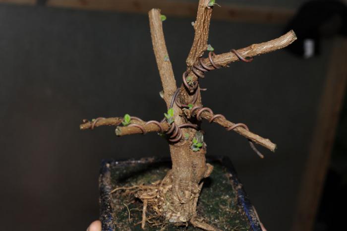 büyümeye nasıl bonsai, akçaağaç