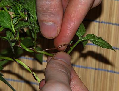 jak prawidłowo hodować bonsai