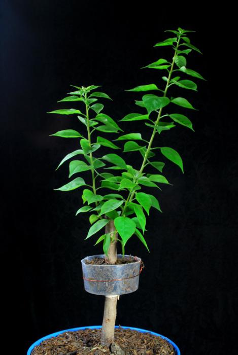 büyümeye nasıl bonsai ağacı
