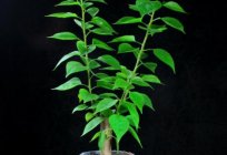 Bonsai: cómo cultivar a partir de semillas. El cultivo de bonsai de pino, el roble, el arce