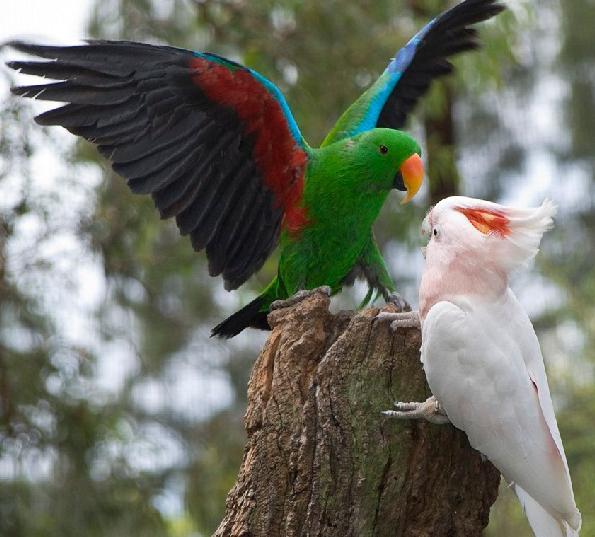 How many species of parrots exist in the world?