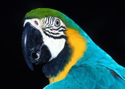 How many species of parrots exist in nature?