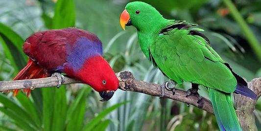 how many species of parrots exist in the world photo