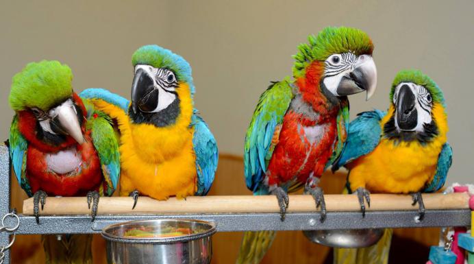 How many species of parrots exist in nature