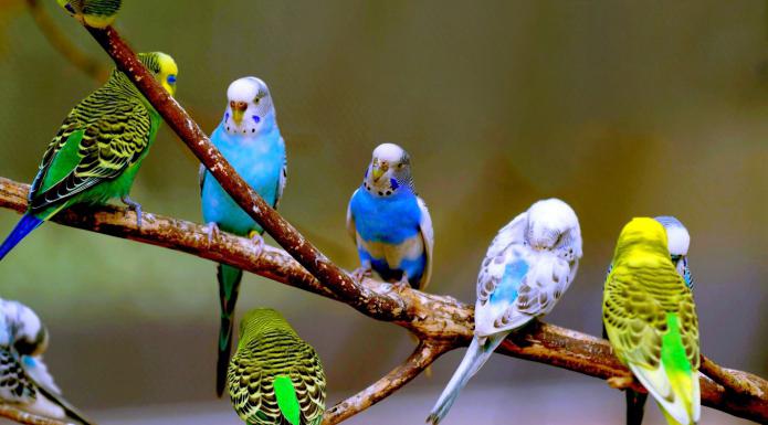 How many species of parrots exist in the world?