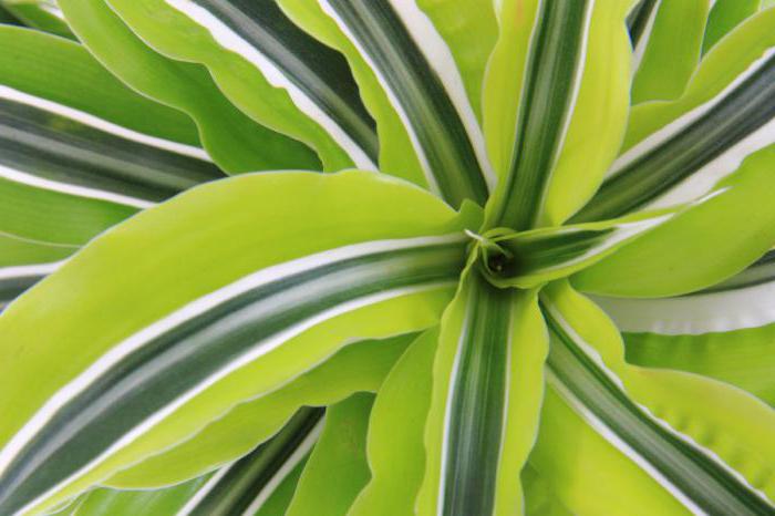 Dracaena фрагранс lemon lime