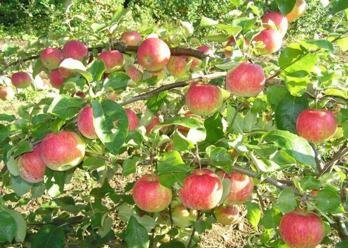 elma ağacı noel açıklaması fotoğraf yorumları