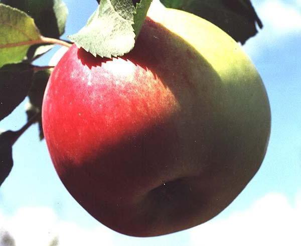 sınıf elma ağacı noel