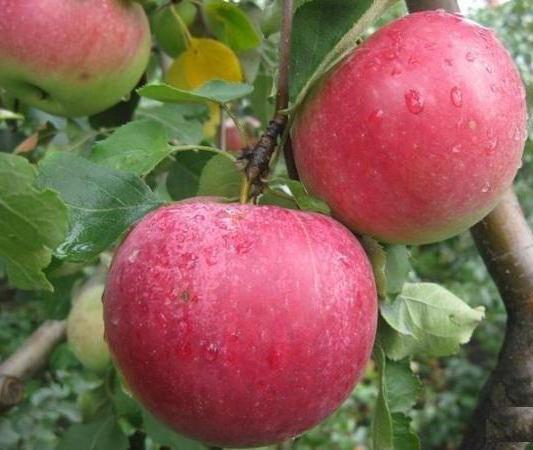 jabłoń świąteczne pełny opis odmiany